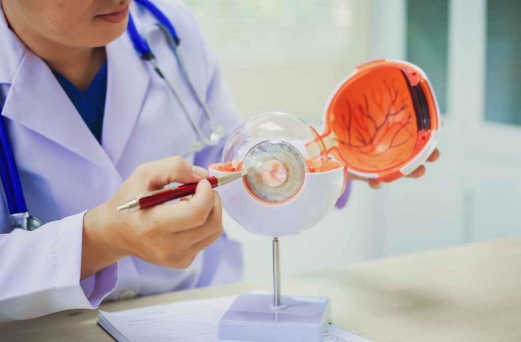 An optometrist points with a pen to a model of the human eye, demonstrating the structure of the cornea and optic nerve.